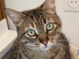 À adopter : chatte tigré de 6 ans