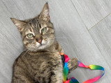 À adopter : chatte tigré de 6 ans