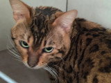 Prêt pour l'adoption : chaton mâle Bengal tacheté de 10 mois