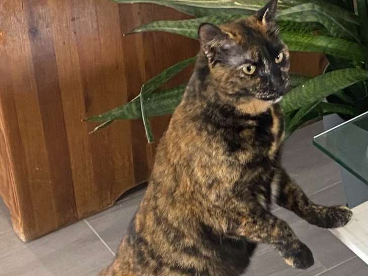 En attente d'adoption : chatte de 3 ans au pelage écaille de tortue