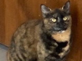 En attente d'adoption : chatte de 3 ans au pelage écaille de tortue