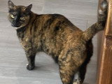 En attente d'adoption : chatte de 3 ans au pelage écaille de tortue