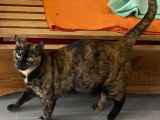En attente d'adoption : chatte de 3 ans au pelage écaille de tortue