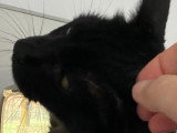 À la recherche d'une famille : chat noir de 5 ans