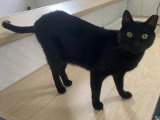 À la recherche d'une famille : chat noir de 5 ans