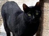 À la recherche d'une famille : chat noir de 5 ans