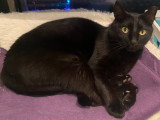 À la recherche d'une famille : chat noir de 5 ans