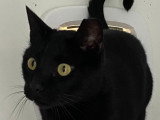 À la recherche d'une famille : chat noir de 5 ans