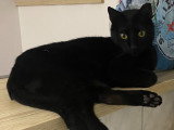 À la recherche d'une famille : chat noir de 5 ans