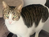 À adopter : chat tigré blanc de 2 ans