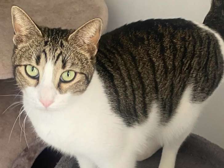 À adopter : chat tigré blanc de 2 ans