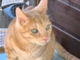 En attente d'adoption : chat roux de 4 ans