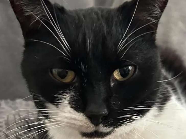 Prête pour l'adoption : chatte de 5 ans au pelage noir et blanc