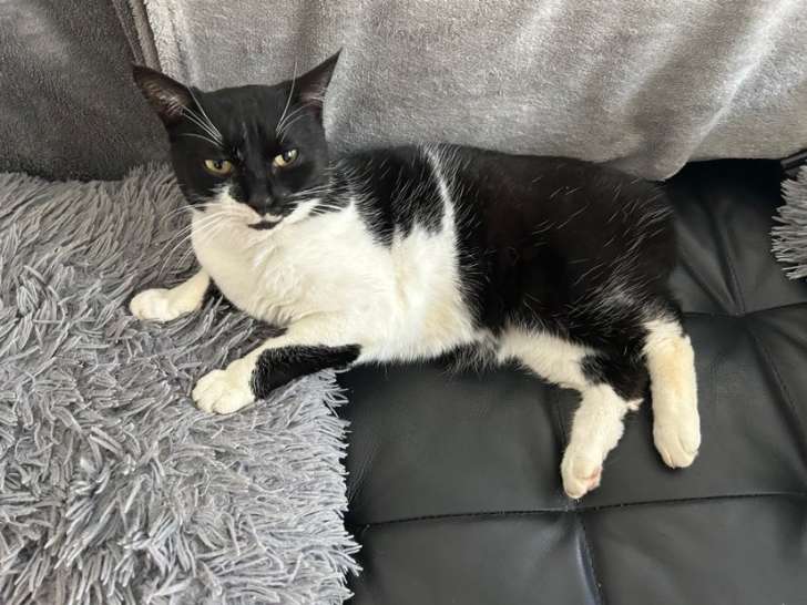 Prête pour l'adoption : chatte de 5 ans au pelage noir et blanc