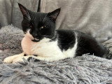 Prête pour l'adoption : chatte de 5 ans au pelage noir et blanc