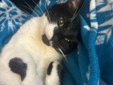 Prête pour l'adoption : chatte de 5 ans au pelage noir et blanc