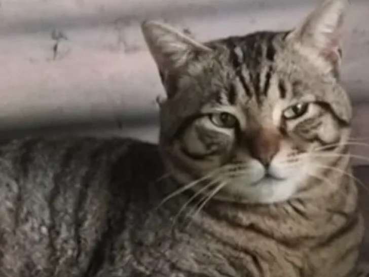 À la recherche d'une famille : chat tigré de 5 ans