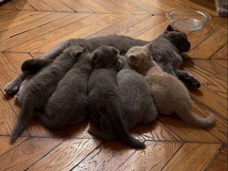 Chatons British et Scottish Fold d’une lignée très rare à vendre