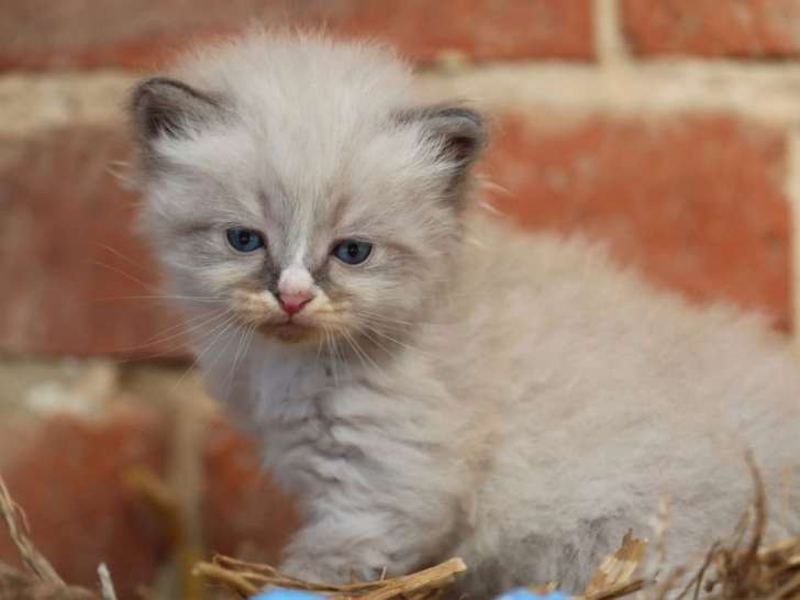 Portée de 4 chatons Sibériens LOOF nés en mars 2026 à réserver