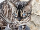 Saillie Bengal mâle LOOF lynx charcoal 5 ans disponible