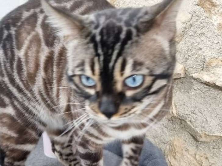 Saillie Bengal mâle LOOF lynx charcoal 5 ans disponible