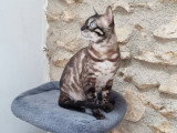 Saillie Bengal mâle LOOF lynx charcoal 5 ans disponible
