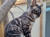 Saillie Bengal mâle LOOF lynx charcoal 5 ans disponible