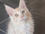 Chaton Maine Coon mâle red silver ticked tabby inscrit au LOOF à vendre