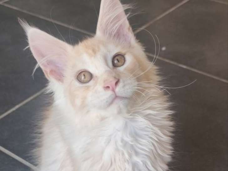 Chaton Maine Coon mâle red silver ticked tabby inscrit au LOOF à vendre