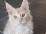 Chaton Maine Coon mâle red silver ticked tabby inscrit au LOOF à vendre