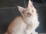 Chaton Maine Coon mâle red silver ticked tabby inscrit au LOOF à vendre