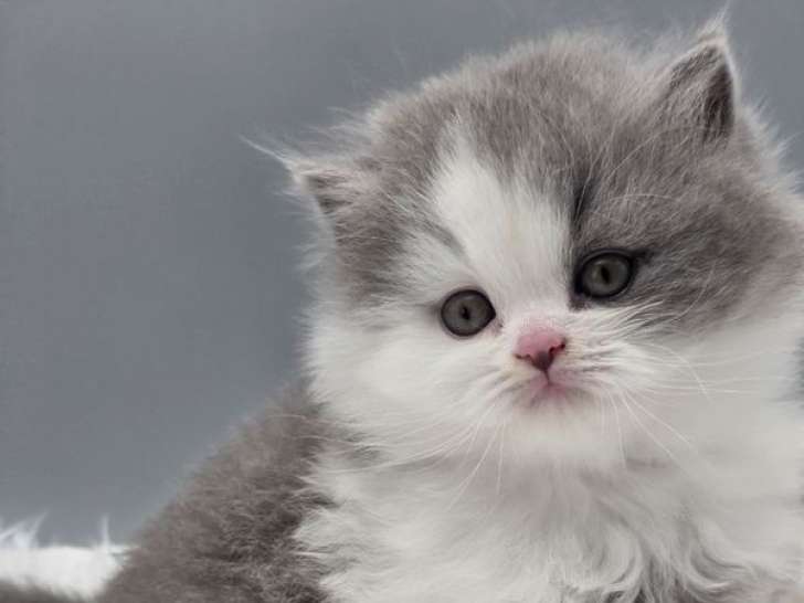 Chaton British Longhair mâle bicolore bleu et blanc inscrit au LOOF à vendre