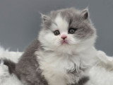 Chaton British Longhair mâle bicolore bleu et blanc inscrit au LOOF à vendre