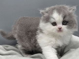 Chaton British Longhair mâle bicolore bleu et blanc inscrit au LOOF à vendre