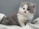 Chaton British Longhair mâle bicolore bleu et blanc inscrit au LOOF à vendre
