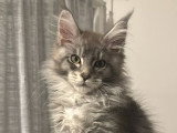 Chaton Maine Coon mâle bleu silver ticked tabby inscrit au LOOF à vendre