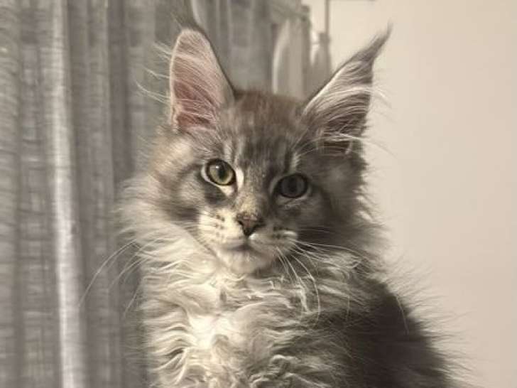Chaton Maine Coon mâle bleu silver ticked tabby inscrit au LOOF à vendre