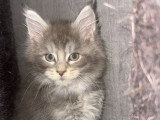 Chaton Maine Coon mâle bleu silver ticked tabby inscrit au LOOF à vendre