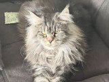 Chaton Maine Coon mâle bleu silver ticked tabby inscrit au LOOF à vendre