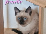 2 chatons Siamois nés en janvier 2026 non LOOF à vendre