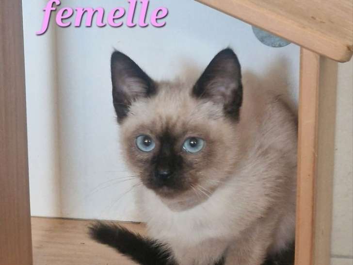 2 chatons Siamois nés en janvier 2026 non LOOF à vendre