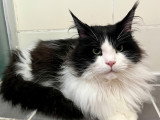 Mâle Maine Coon disponible pour saillie