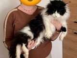 Mâle Maine Coon disponible pour saillie