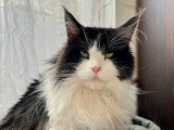 Mâle Maine Coon disponible pour saillie