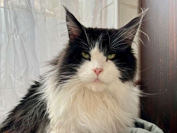 Mâle Maine Coon disponible pour saillie
