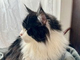 Mâle Maine Coon disponible pour saillie