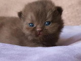 Chaton femelle British Shorthair chocolat inscrite au LOOF à réserver