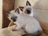 2 chatons Siamois mâles nés en janvier 2026 non LOOF à vendre