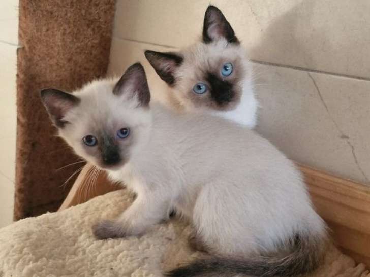 2 chatons Siamois mâles nés en janvier 2026 non LOOF à vendre
