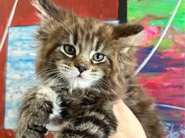 Portée Maine Coon LOOF février 2026 brown tabby et silver tabby